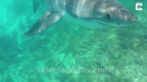 Un grand requin blanc rend visite à un plongeur... Rencontre terrifiante