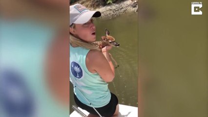 Un faon sur le point de se noyer nage vers un bateau de touristes