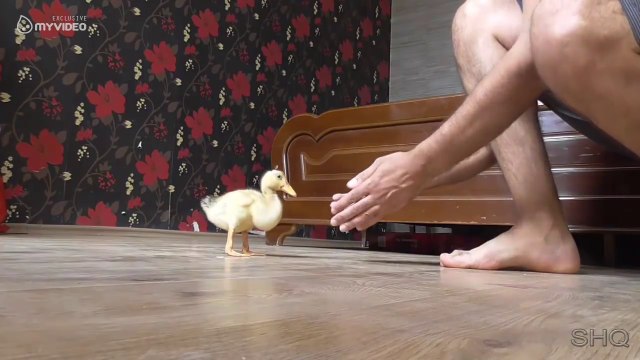 Il a dressé ce bébé canard comme un vrai petit chien... Adorable