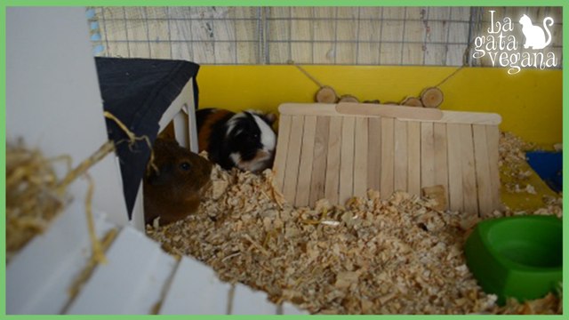 ROOM TOUR JAULA CYC DE COBAYAS DE 3 PISOS AGOSTO 2018 | CUYOS, CUYES, COBAYOS, CUYS, GUIMOS