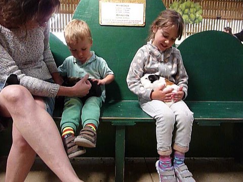 Handling the guinea pigs at Willows Activity Farm