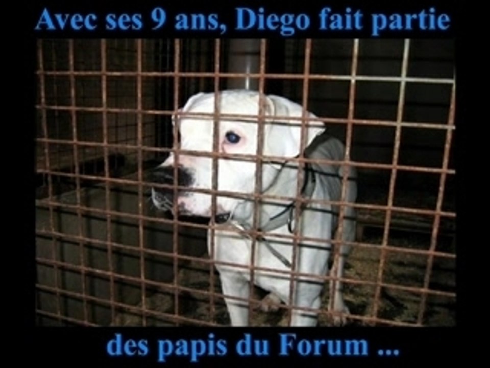 Vidéo forum adoption