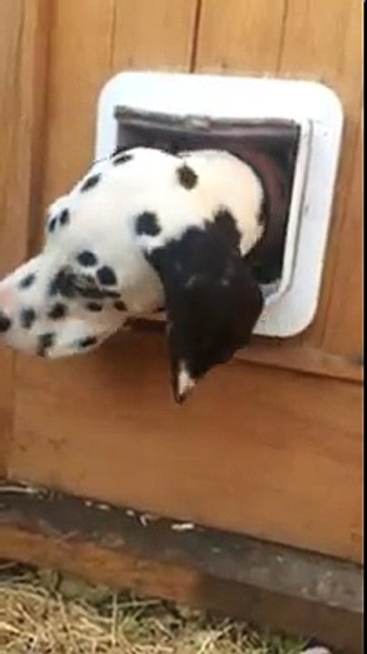 5 month old Dalmatian puppy is upset because he s to big to fit through the cat flap now