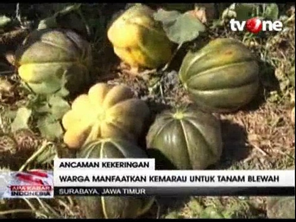 Rezeki Petani Blewah di Tengah Musim Kemarau