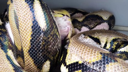 GIANT SNAKE FEEDING TRAGEDY NARROWLY AVOIDED!! | BRIAN BARCZYK