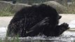 Moon Bear Cools Off at the Tam Dao Rescue Centre in Vietnam