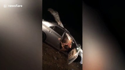 Bizarre moment camel becomes trapped inside car after smashing through windshield in head on collision