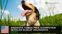 Infeksi bakteri dari liur anjing sebabkan pria diamputasi  - TomoNews