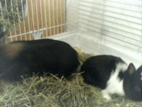 RIP Bunny 2002-2007