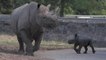 شاهد: طفل وحيد القرن المهدد بالانقراض في حديقة حيوان تشيستر