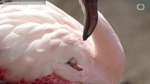 Rare Flamingos Lay Eggs Unfertilized Eggs