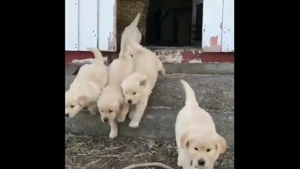 Cute Golden Retriever Puppies | Cutest and Funniest Dogs Videos Compilation 2018