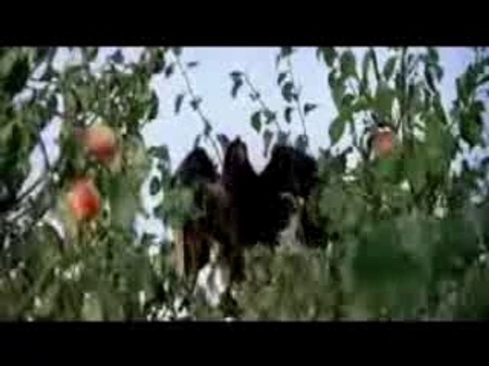 ADAMS ÄPFEL - Ausschnitt Vögel