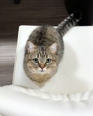 You will be attracted by short legged cats