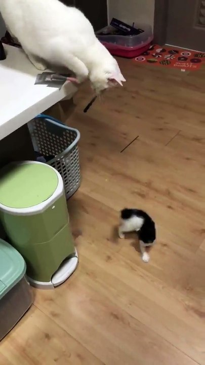 The mother cat guides the child how to hunt