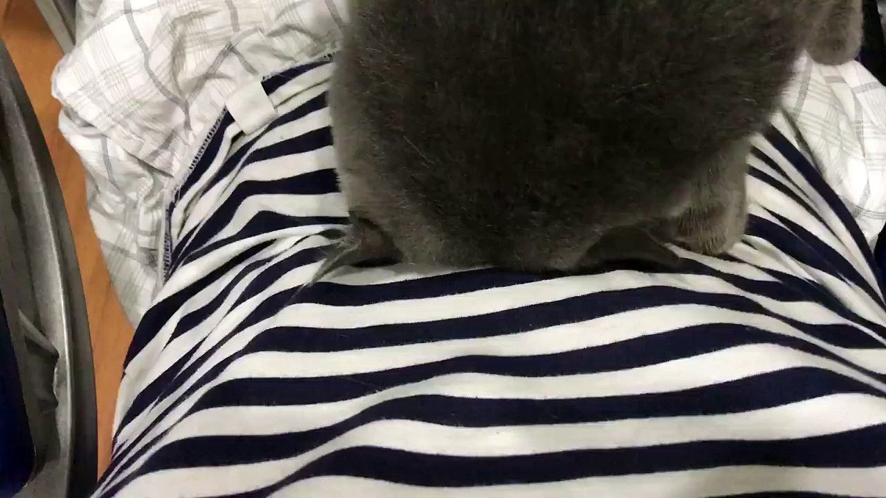 The cat is using his head to massage the belly for the owner