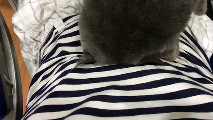 The cat is using his head to massage the belly for the owner