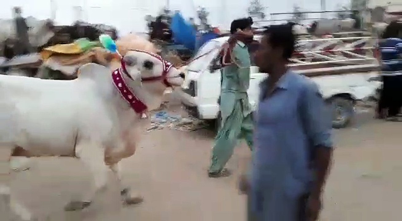 Cow mandi 2018 with prices (latest updates) must watch by {Techy Bhai}