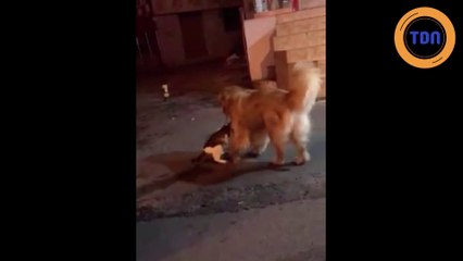 Un chien empêche une bagarre de chats !