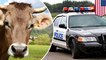 Herd of cows help police nab fleeing suspect