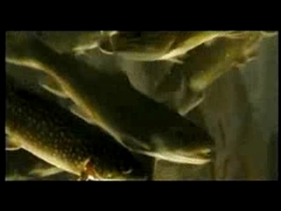 IN 3 TAGEN BIST DU TOT - Ausschnitt Aquarium