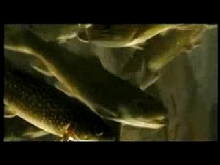 IN 3 TAGEN BIST DU TOT - Ausschnitt Aquarium