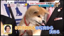 フィギュアスケート金メダリスト、ザギトワ選手に贈られる秋田犬がかわいい！！