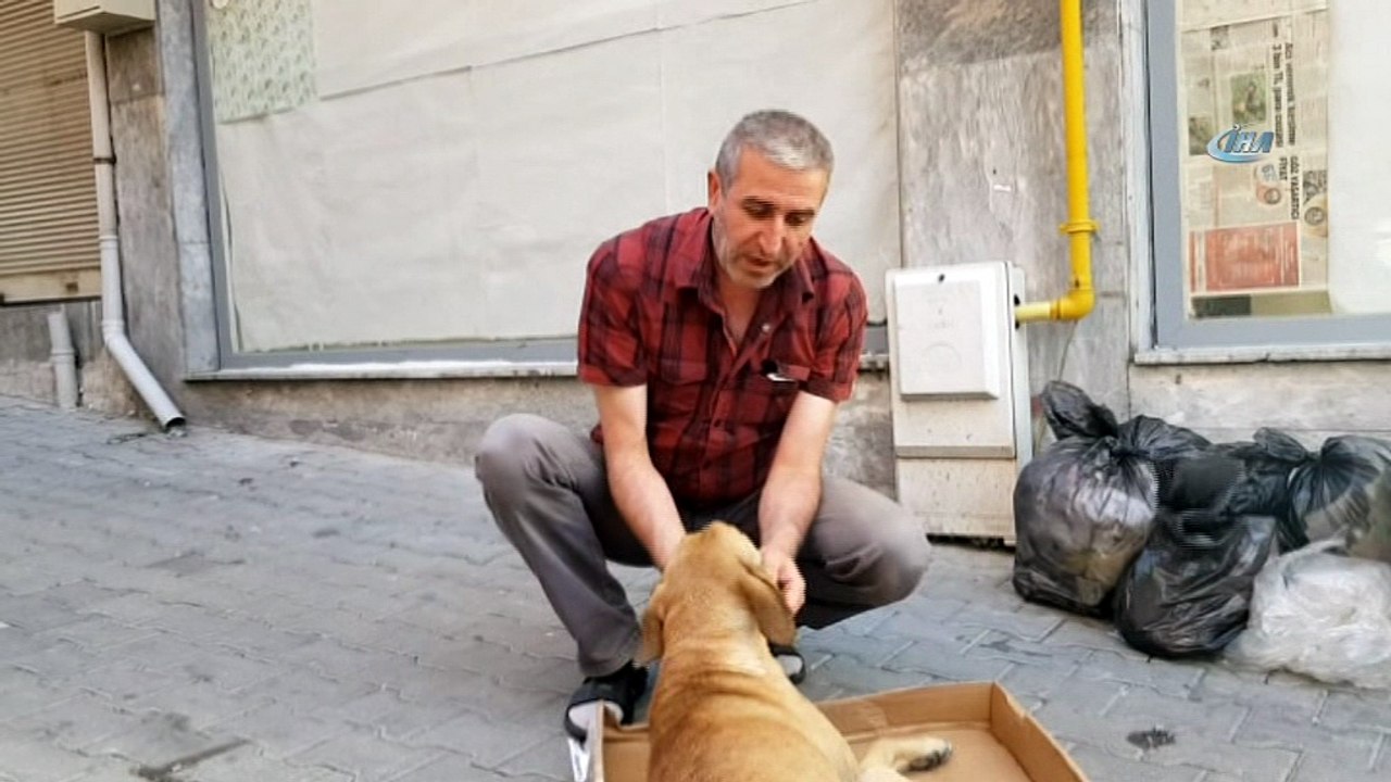 Kedi ile Köpeğin dostluğu görenleri hayrete düşürüyor