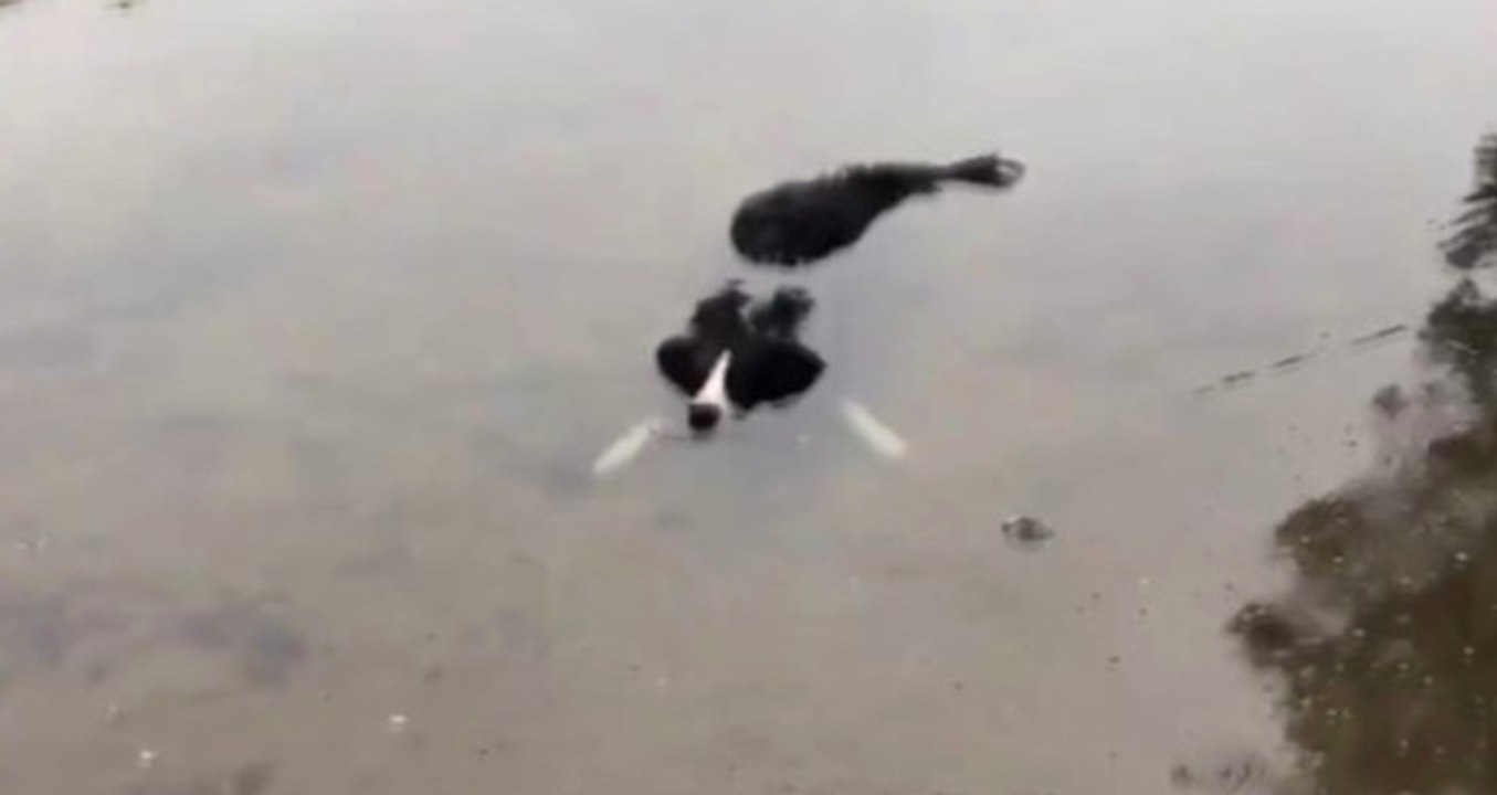 Kendini Timsah Zanneden Köpek Sosyal Medyayı Salladı