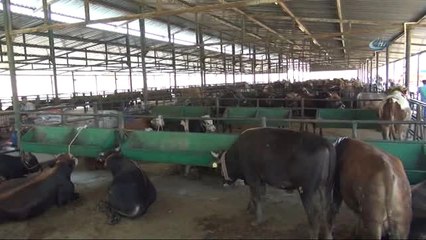 Bir Tonluk 'Kral' Alıcısını Bekliyor