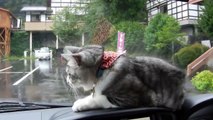 Car's windshield wipers send cat into playful frenzy