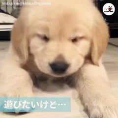 眠いけど、遊びたい…樂 だったら寝ながら遊んじゃえ！ 夢見るワンコのうとうとタイム【PECO TV】