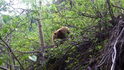 Spear Hunting a Grizzly Bear at ground Level