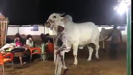Beast BULL of 2018 Eid ul Azha