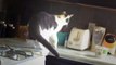 Insolite drole - Les chats ont peur de la compilation toaster - vignes chat drôle