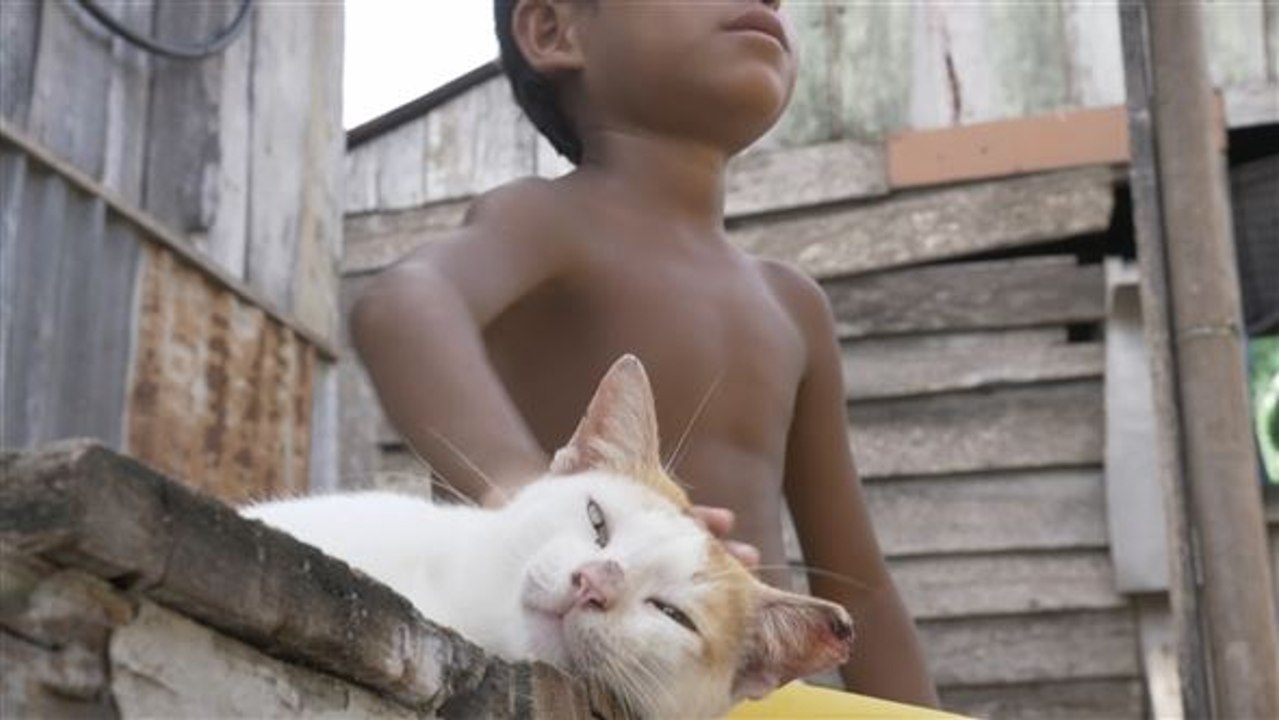 Katzeninvasion: Was eine Insel gegen die Vierbeiner unternimmt