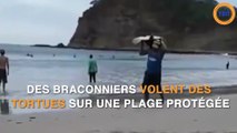 Scandaleux : ils volent des tortues de mer sur une plage !