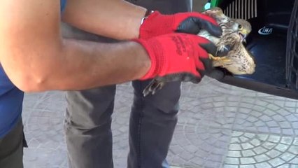 Kerkenez Kuşu Koruma Altına Alındı