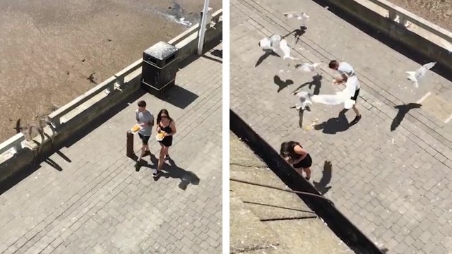 Un goéland braque des touristes pour des frites