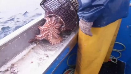 Polipi come ostriche, il prezzo del cefalopode alle stelle