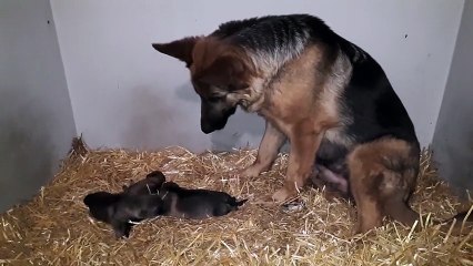 Amor materno: cadelinha fica perdida de amores por seus lindos bebês