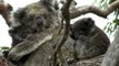 Extremely Rare Twin Koalas Spotted in South Australia