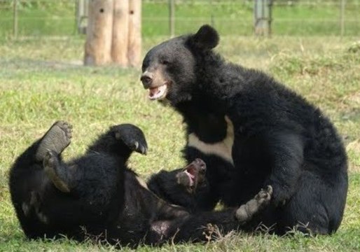 Cute Moon Bears Playfully Wrestle