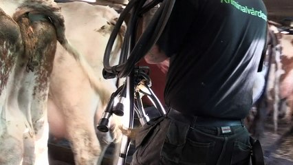 رعاية المواشي وسيلة ناجعة لإعادة تأهيل السجناء في السويد