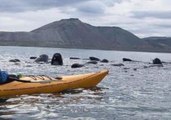 Pod of Pilot Whales Herded From Icelandic Fjord for Second Time in Two Days