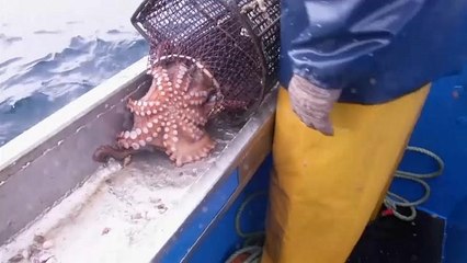 Осьминоги становятся деликатесом