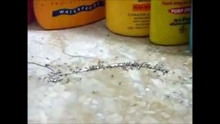 Ants try to steal a silver necklace with diamonds in Langkawi in Malaysia in 2015