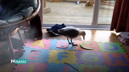 N Hayat... Samimi martı işini biliyor