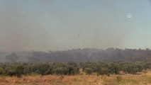 Ezine'de Orman Yangını (2)