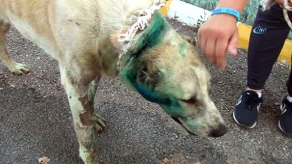 Silahla vurulan köpek 11 gün sonra öldü